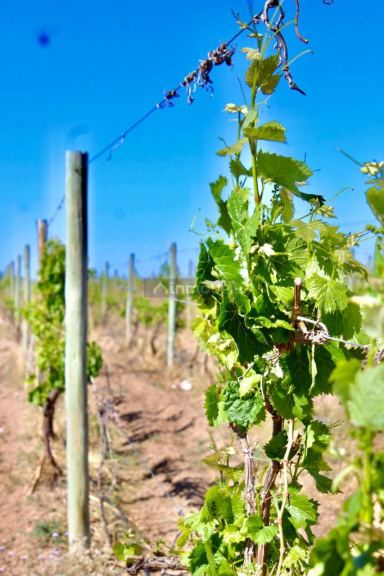 Finca en Venta en Lujan de Cuyo, Mendoza