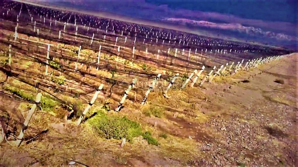 Finca en Venta en Lujan de Cuyo, Mendoza
