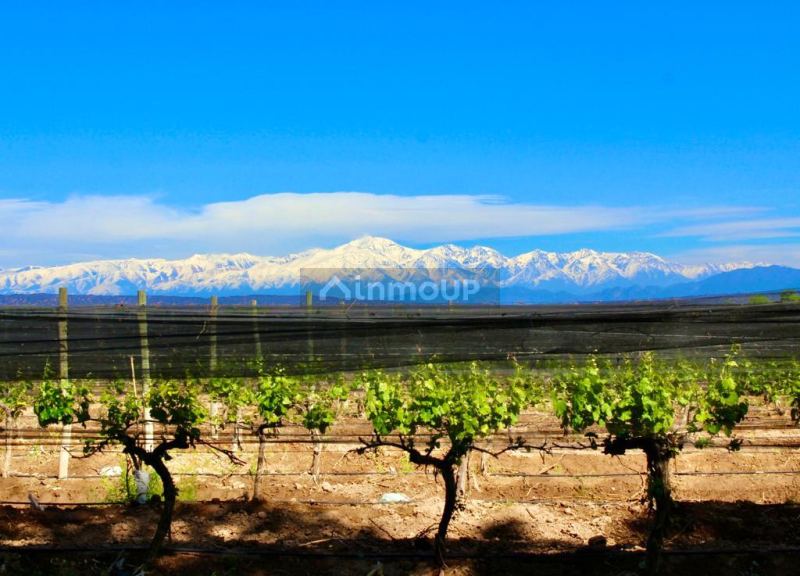 Finca en Venta en Lujan de Cuyo, Mendoza