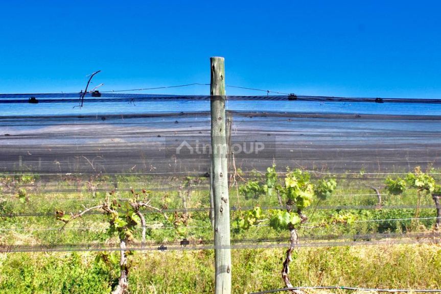 Finca en Venta en Lujan de Cuyo, Mendoza