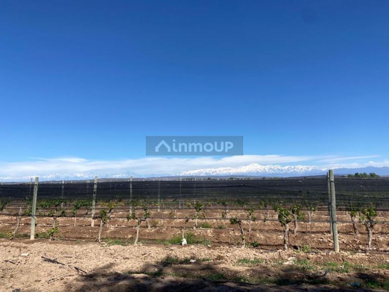 Finca en Venta en Lujan de Cuyo, Mendoza