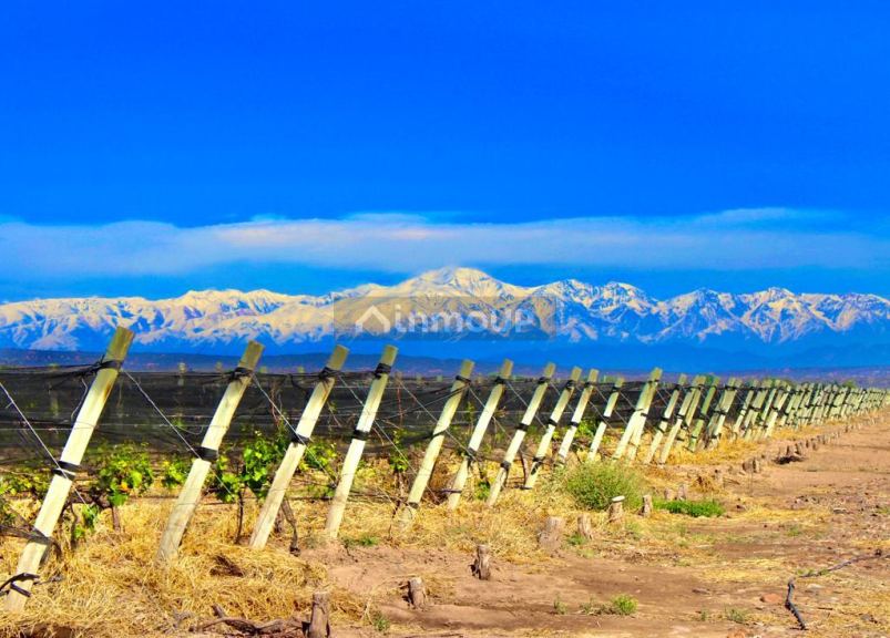 Finca en Venta en Lujan de Cuyo, Mendoza