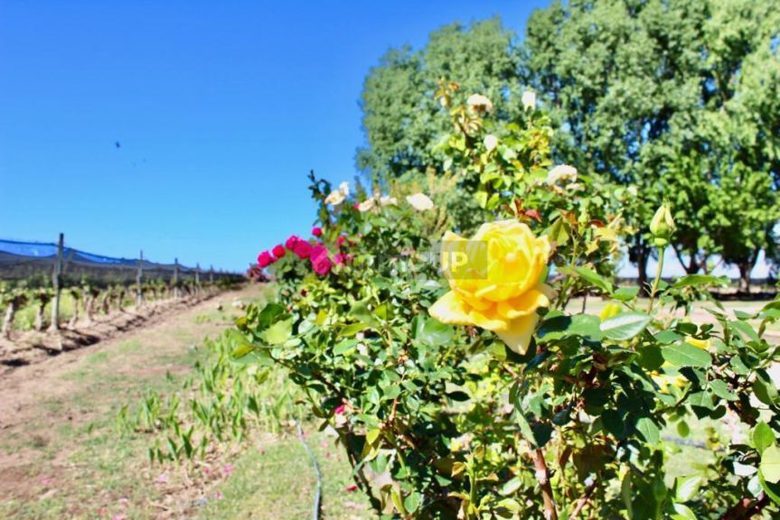 Finca en Venta en Lujan de Cuyo, Mendoza