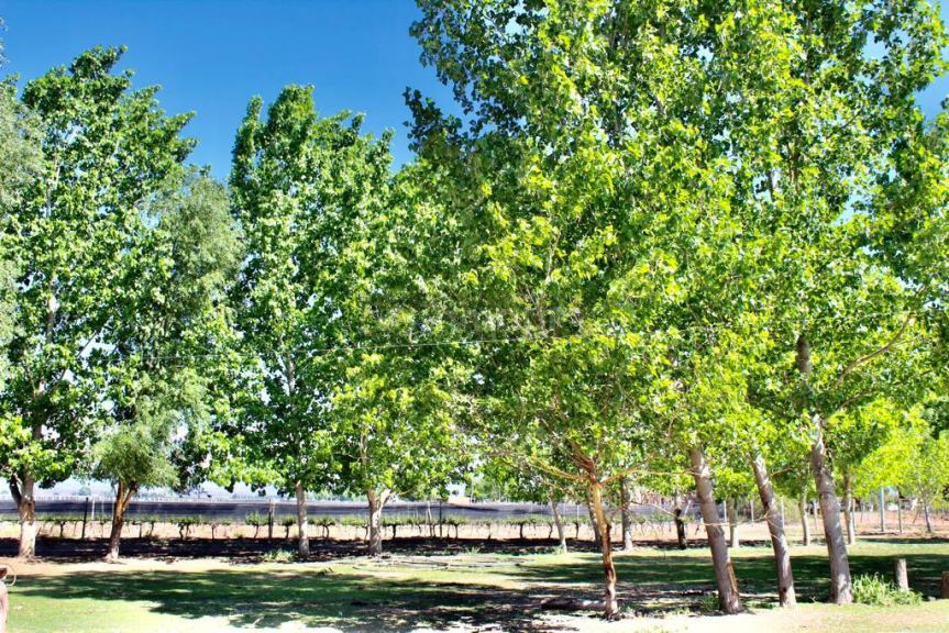 Finca en Venta en Lujan de Cuyo, Mendoza