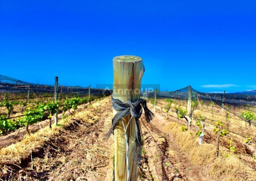 Finca en Venta en Lujan de Cuyo, Mendoza