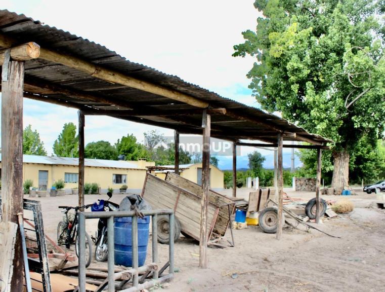 Viñedo en Venta en Tunuyan, Mendoza