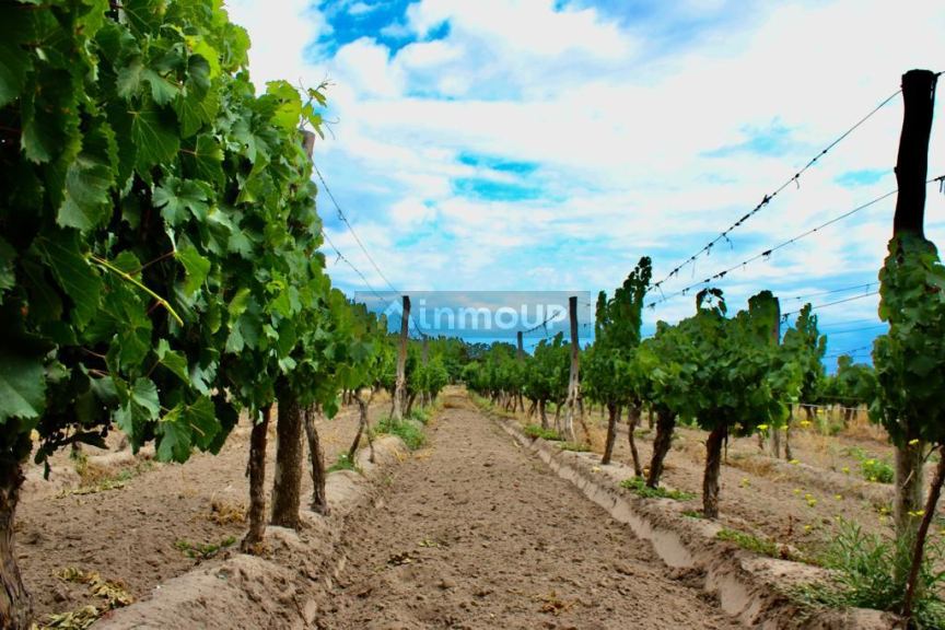 Viñedo en Venta en Tunuyan, Mendoza