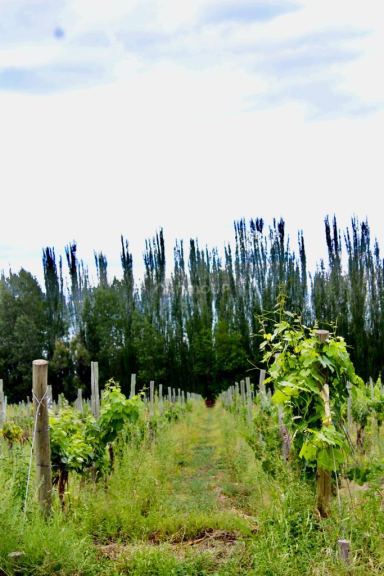 Viñedo en Venta en Tunuyan, Mendoza