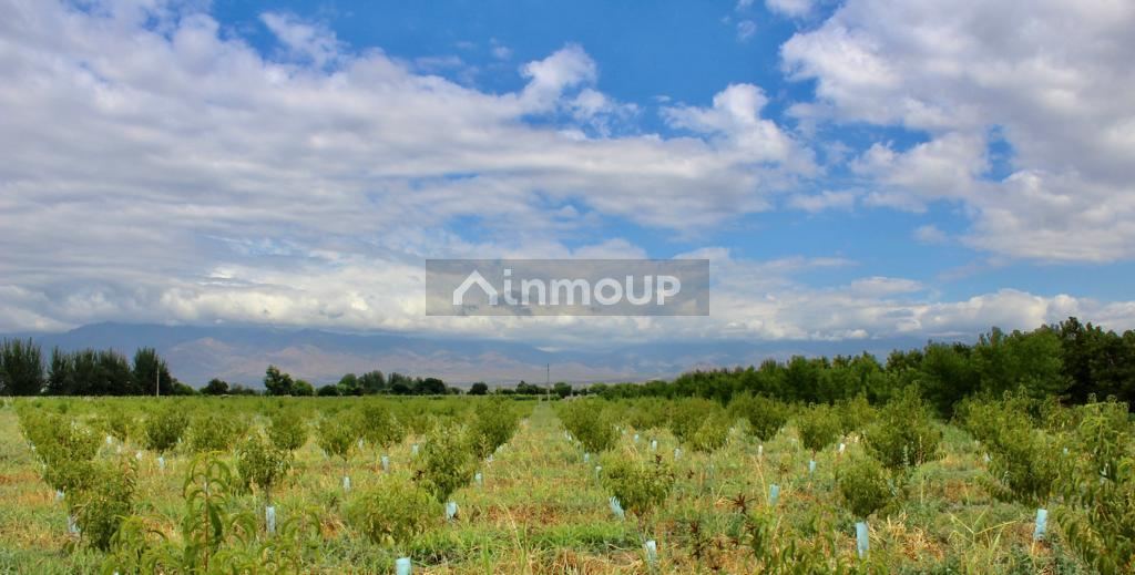 Viñedo en Venta en Tunuyan, Mendoza