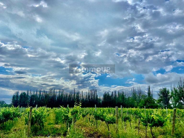 Viñedo en Venta en Tunuyan, Mendoza