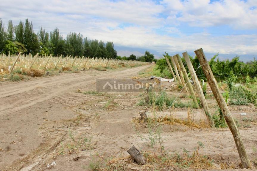 Viñedo en Venta en Tunuyan, Mendoza
