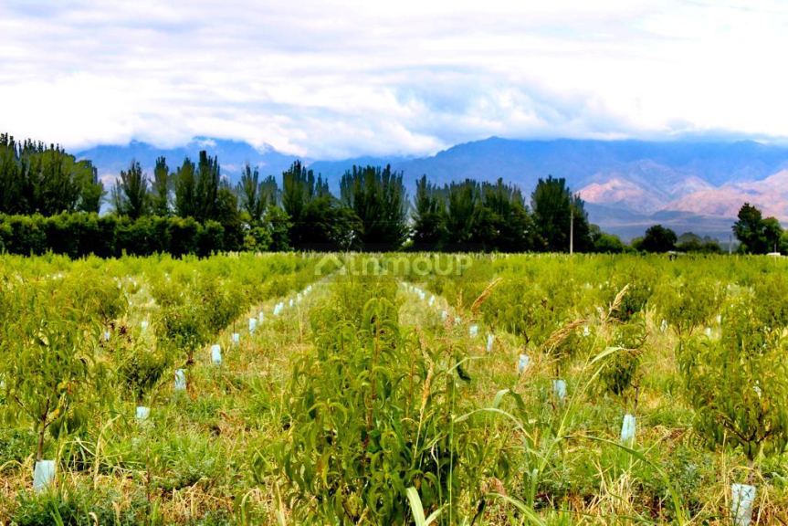 Viñedo en Venta en Tunuyan, Mendoza