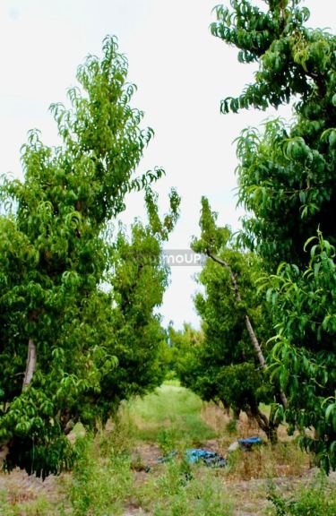 Viñedo en Venta en Tunuyan, Mendoza