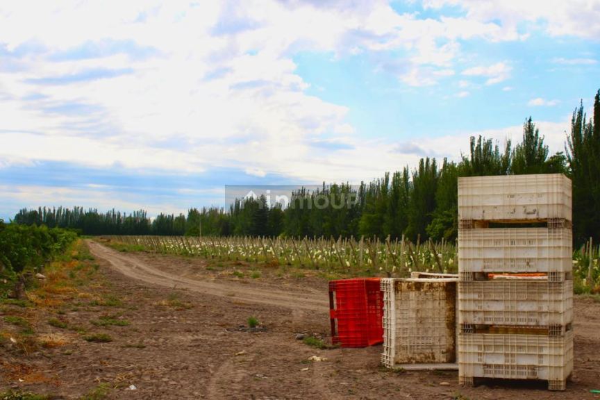 Viñedo en Venta en Tunuyan, Mendoza