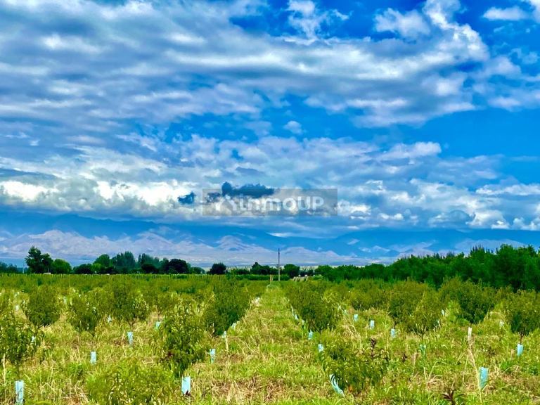 Viñedo en Venta en Tunuyan, Mendoza