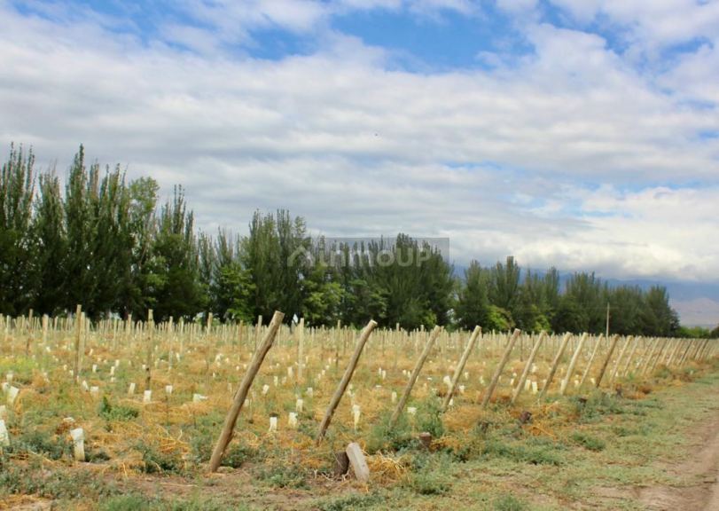 Viñedo en Venta en Tunuyan, Mendoza
