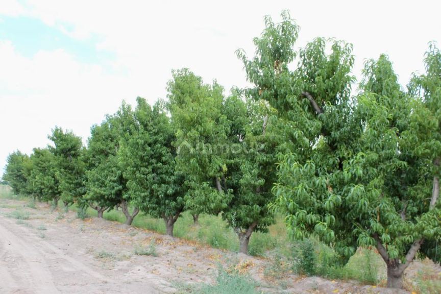Viñedo en Venta en Tunuyan, Mendoza