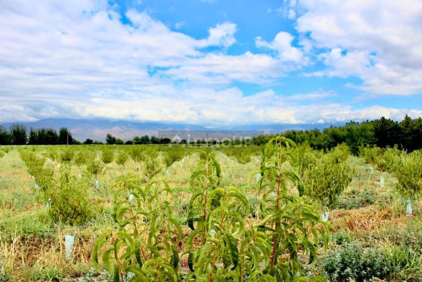 Viñedo en Venta en Tunuyan, Mendoza