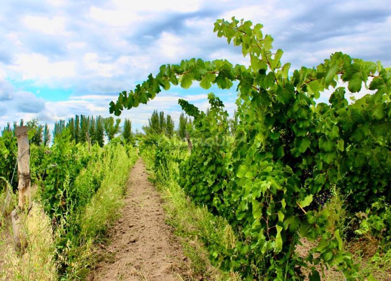 Viñedo en Venta en Tunuyan, Mendoza