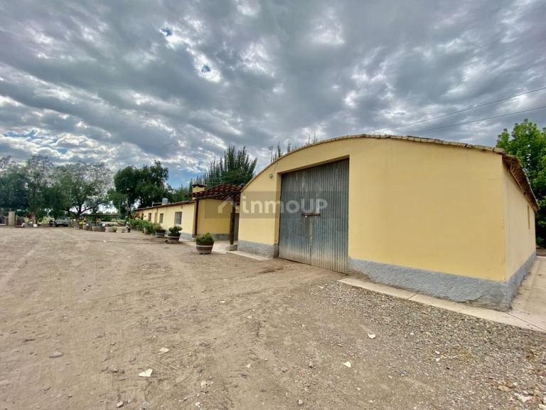 Viñedo en Venta en Tunuyan, Mendoza