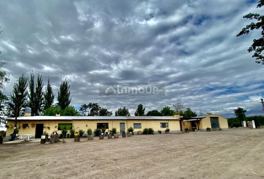 Viñedo en Venta en Tunuyan, Mendoza