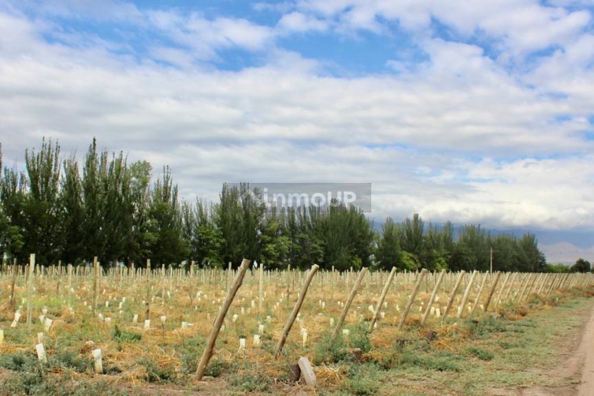 Viñedo en Venta en Tunuyan, Mendoza