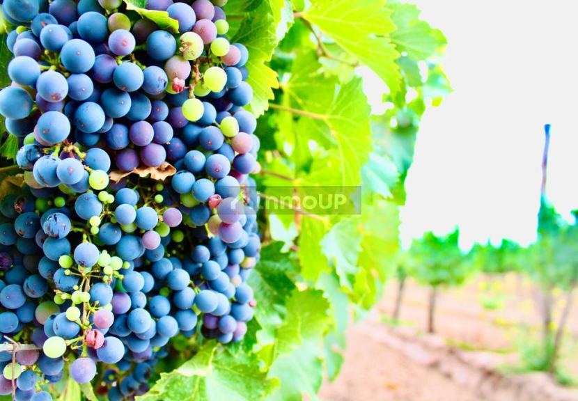 Viñedo en Venta en Tunuyan, Mendoza