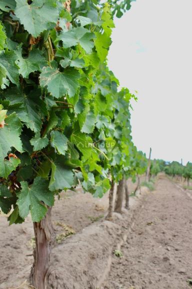 Viñedo en Venta en Tunuyan, Mendoza