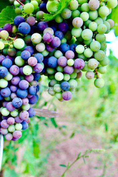 Viñedo en Venta en Tunuyan, Mendoza