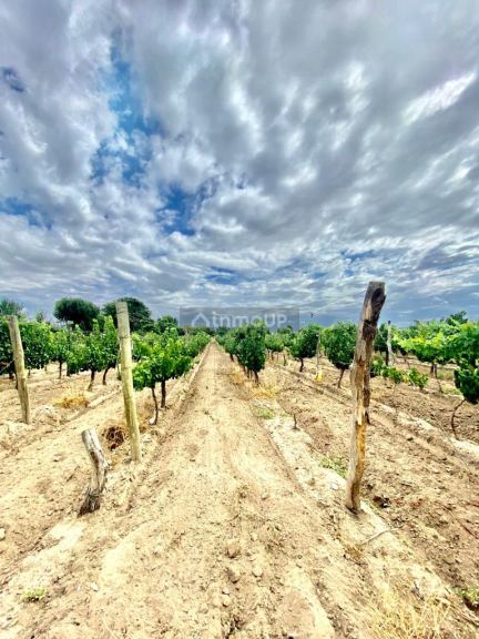 Viñedo en Venta en Tunuyan, Mendoza