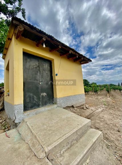 Viñedo en Venta en Tunuyan, Mendoza