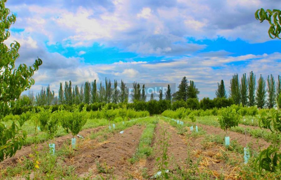 Viñedo en Venta en Tunuyan, Mendoza