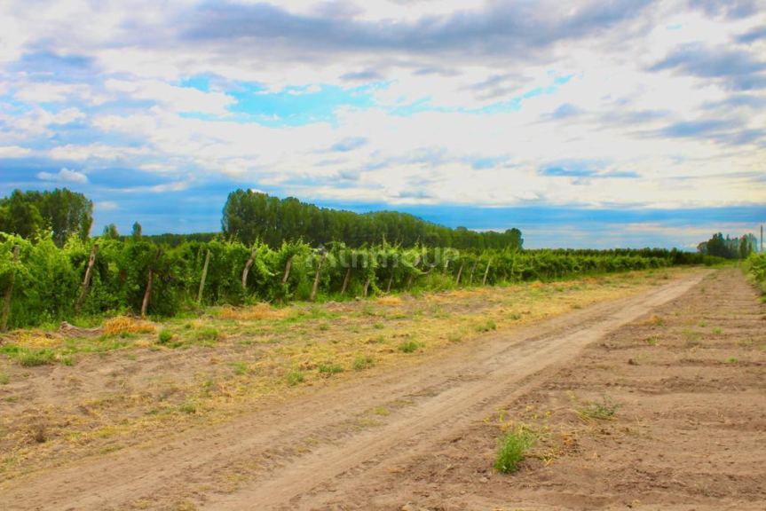 Viñedo en Venta en Tunuyan, Mendoza