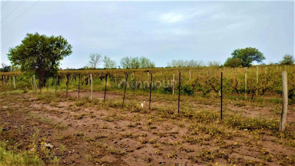 Finca en Venta en San Martin, Mendoza