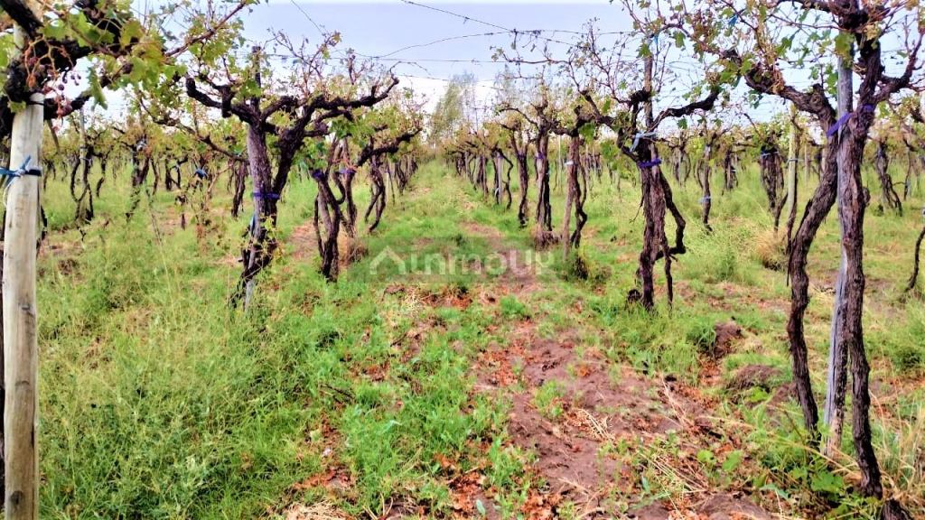 Finca en Venta en San Martin, Mendoza