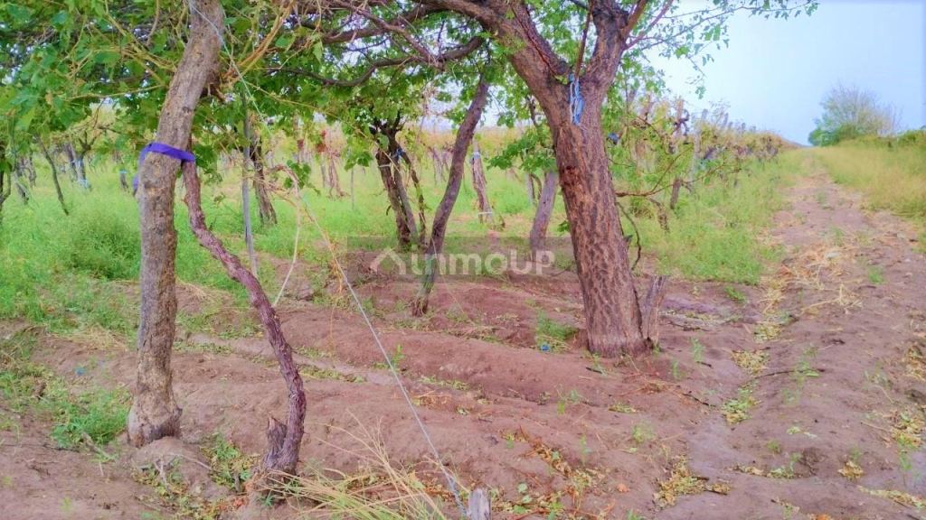 Finca en Venta en San Martin, Mendoza