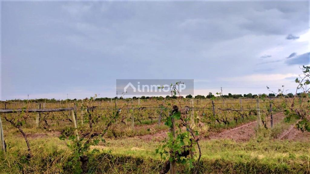 Finca en Venta en San Martin, Mendoza