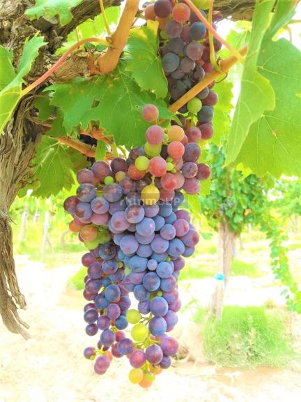 Finca en Venta en San Martin, Mendoza