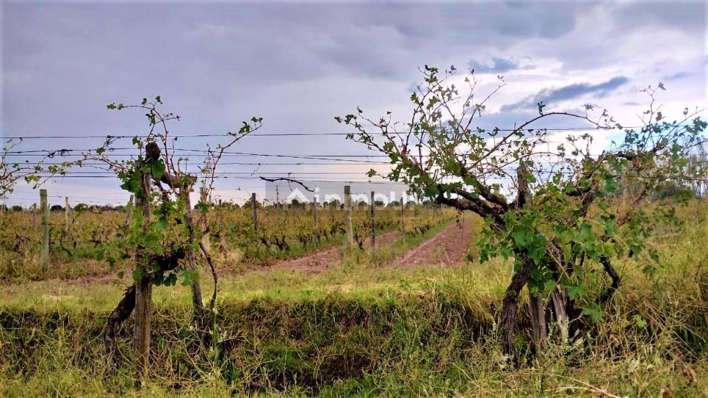 Finca en Venta en San Martin, Mendoza