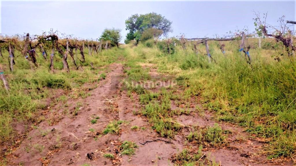 Finca en Venta en San Martin, Mendoza