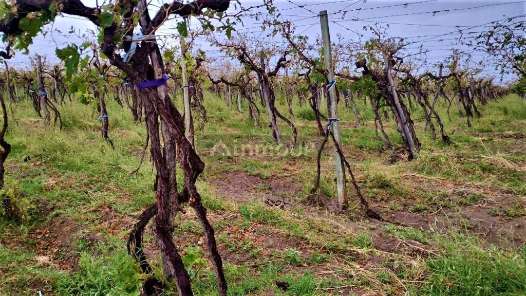 Finca en Venta en San Martin, Mendoza
