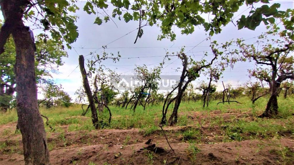 Finca en Venta en San Martin, Mendoza