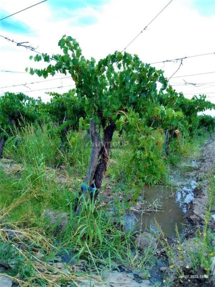 Finca en Venta en San Martin, Mendoza