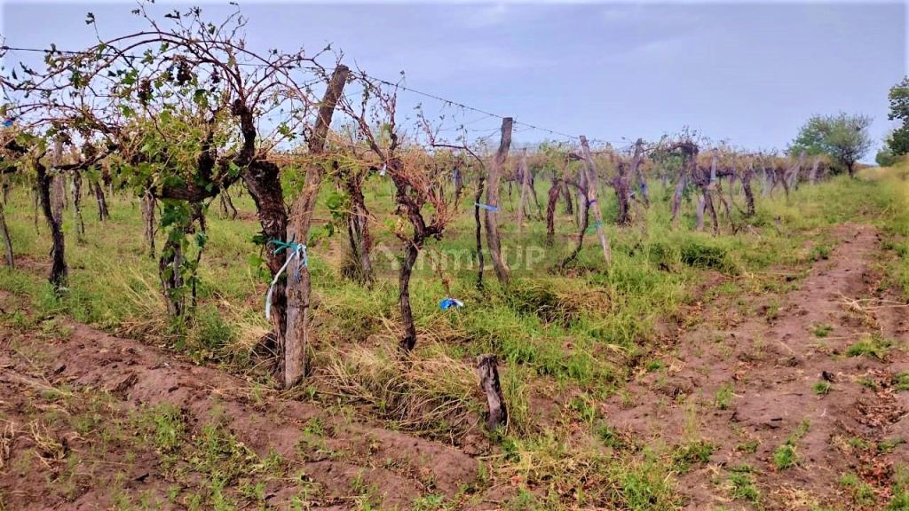 Finca en Venta en San Martin, Mendoza