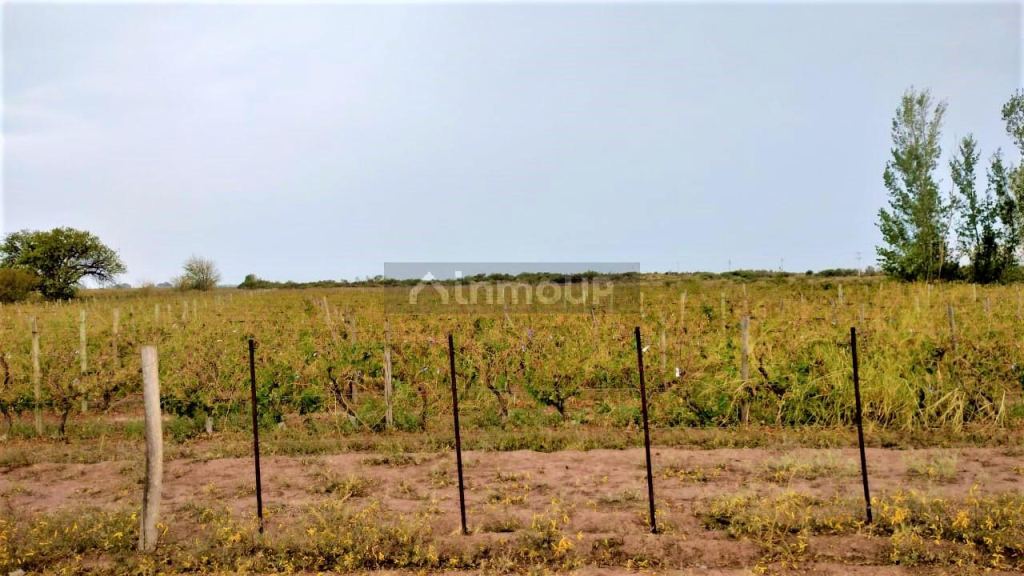 Finca en Venta en San Martin, Mendoza