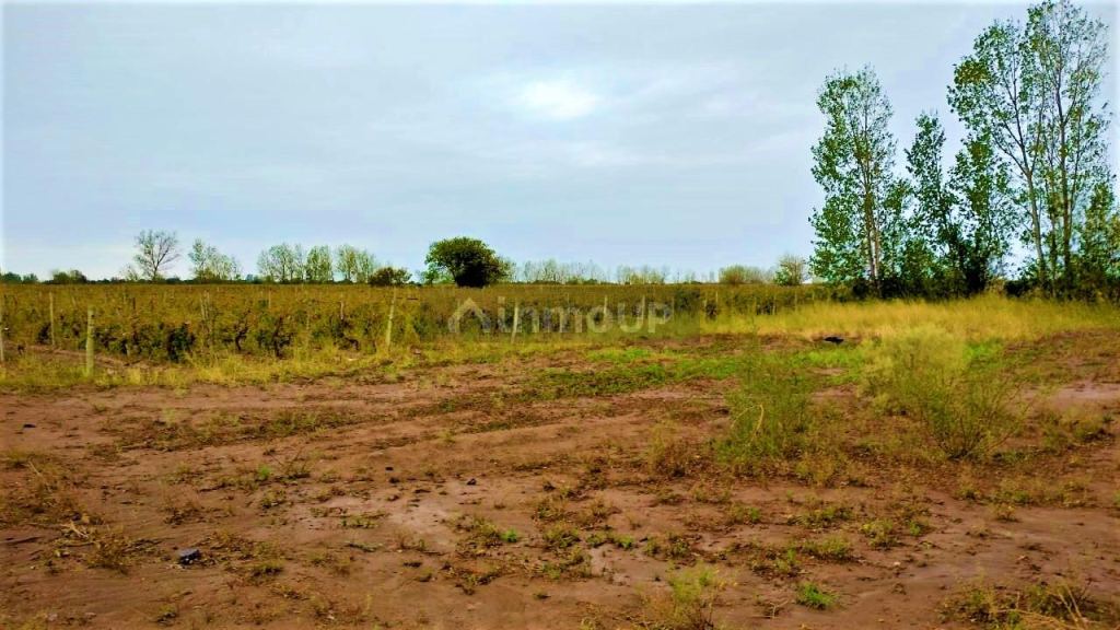 Finca en Venta en San Martin, Mendoza