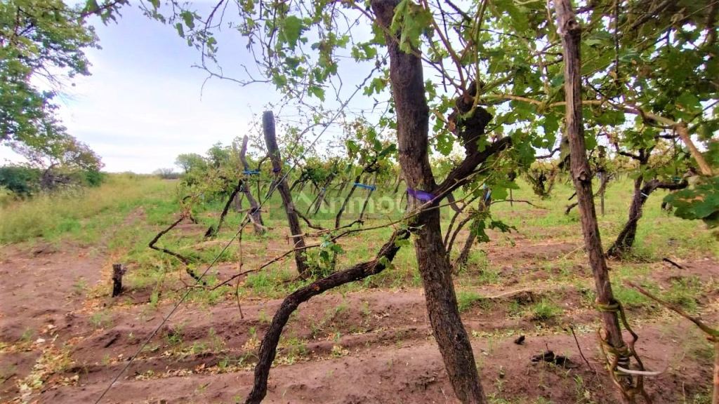 Finca en Venta en San Martin, Mendoza