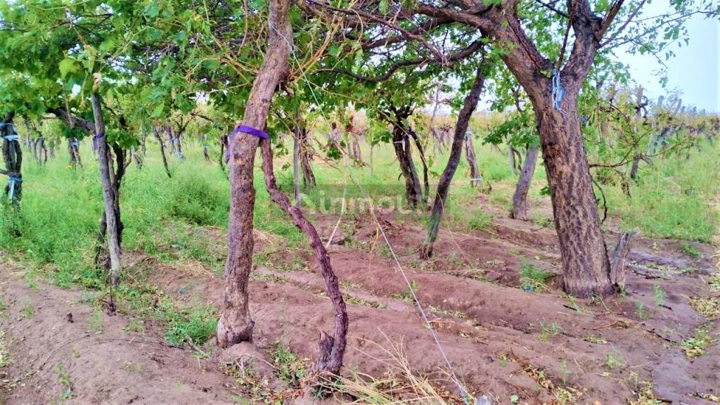 Finca en Venta en San Martin, Mendoza