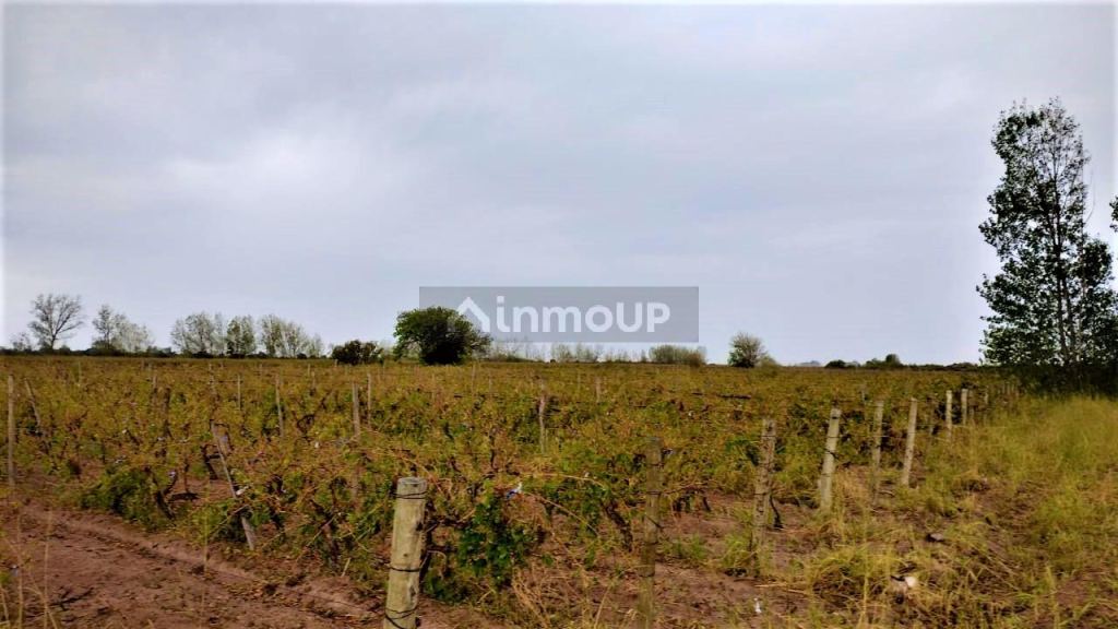 Finca en Venta en San Martin, Mendoza
