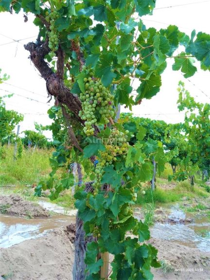 Finca en Venta en San Martin, Mendoza